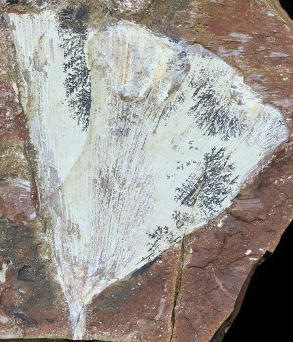 Fossil Ginkgo Leaf From North Dakota - Paleocene #59004